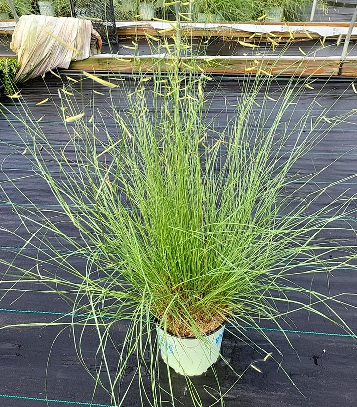 Bouteloua gracilis 'Blonde Ambition'