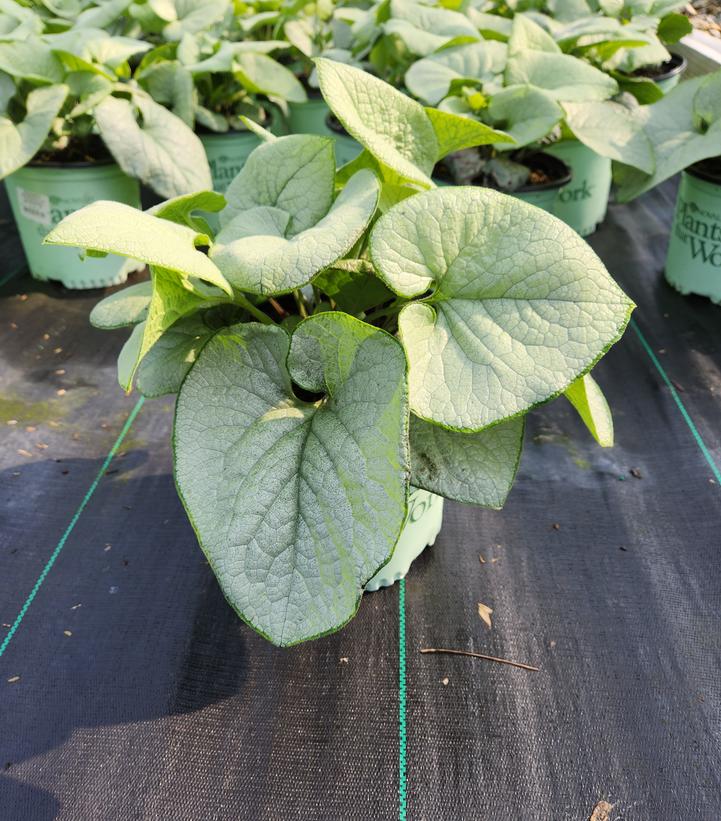 Brunnera 'Alexandria'