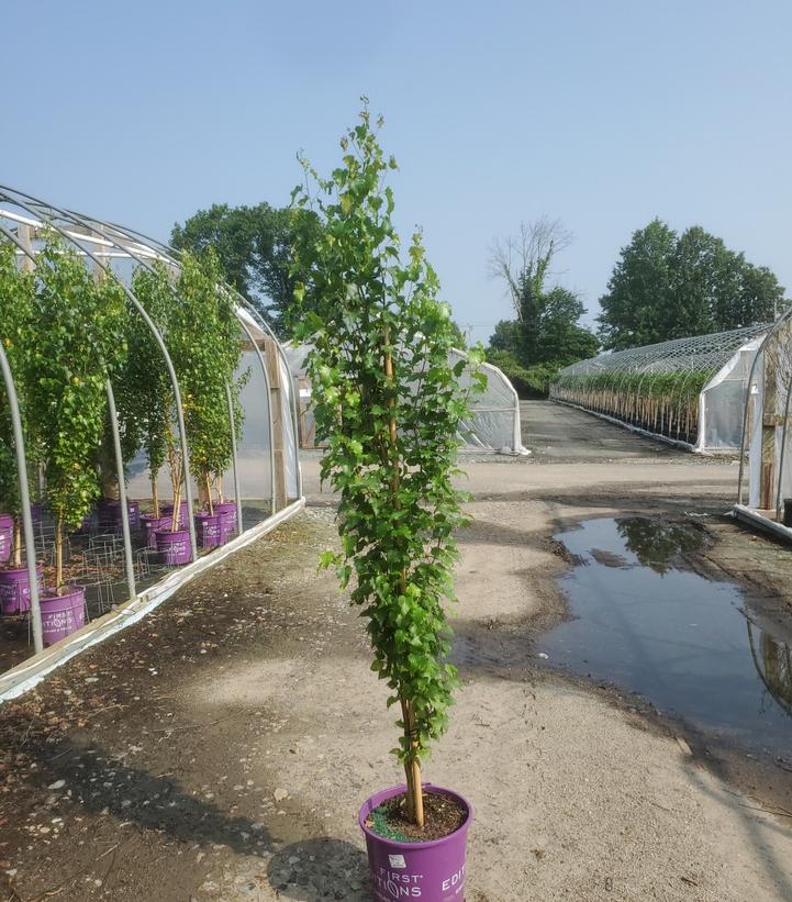 Betula platyphylla Parkland Pillar®