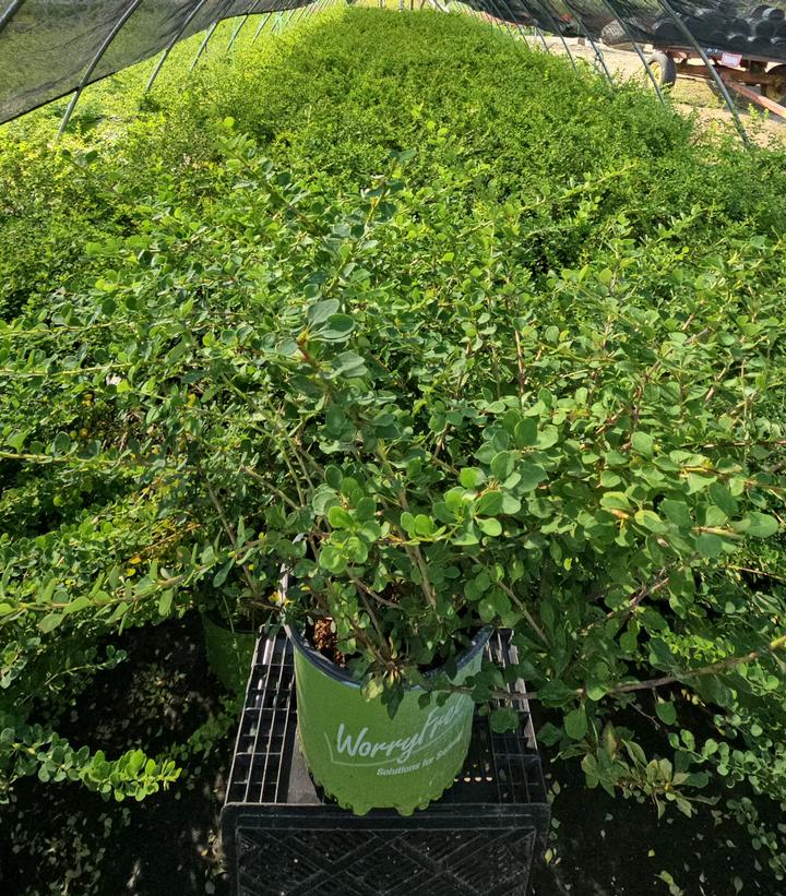 Berberis WorryFree® Mr. Green Genes®