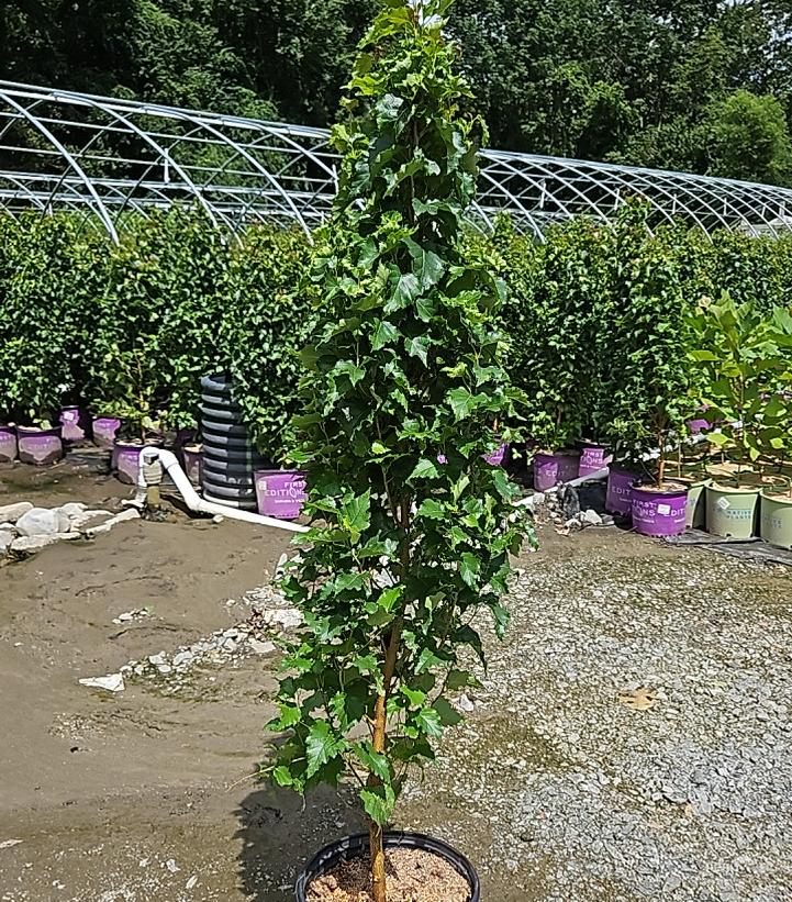 Betula platyphylla Parkland Pillar®