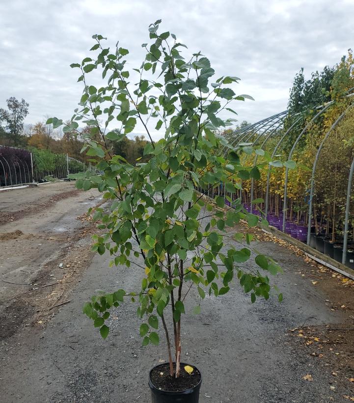 Betula nigra City Slicker®