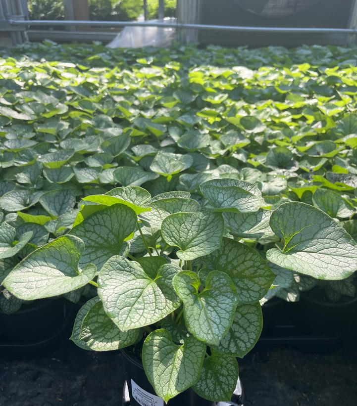 Brunnera macrophylla Jack Frost