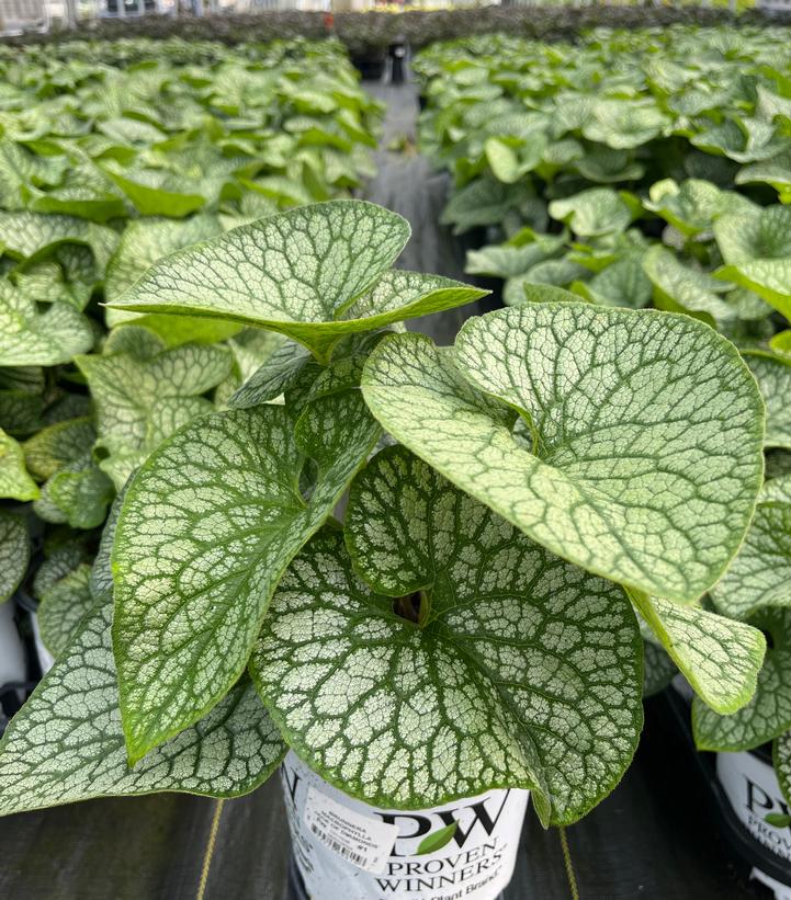 Brunnera macrophylla 'Jack of Diamonds'