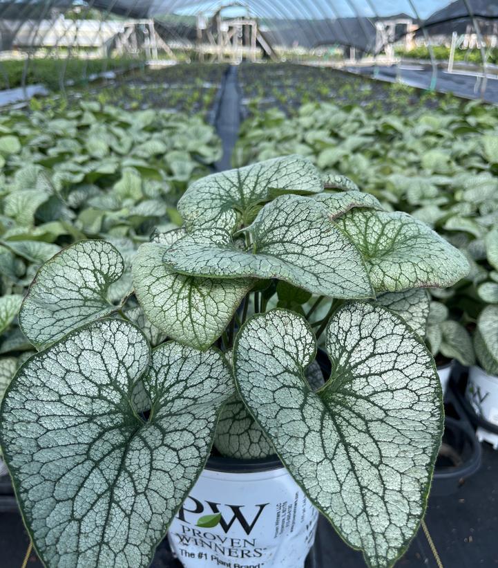 Brunnera macrophylla 'Queen of Hearts'