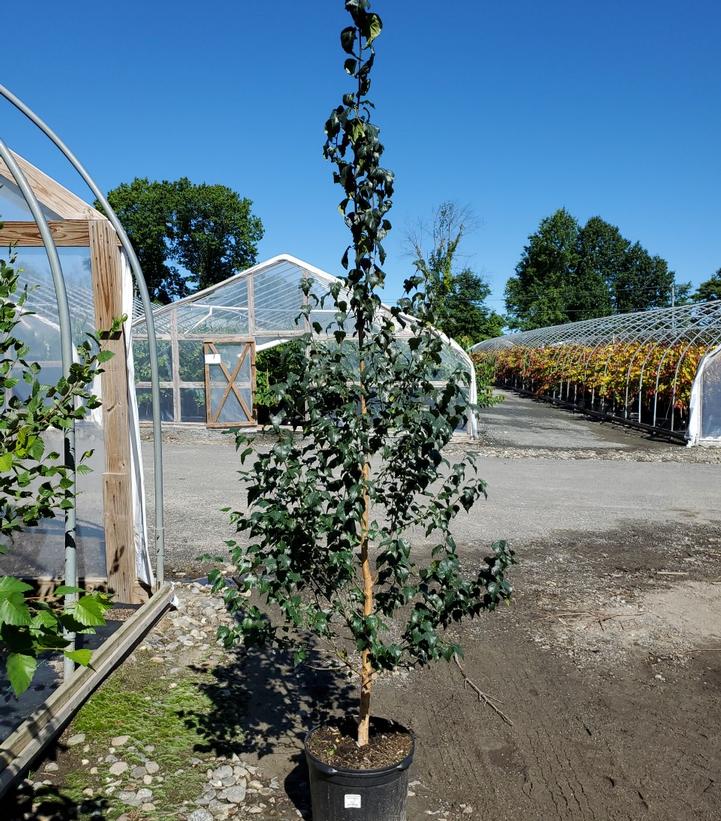 Betula platyphylla Dakota Pinnacle