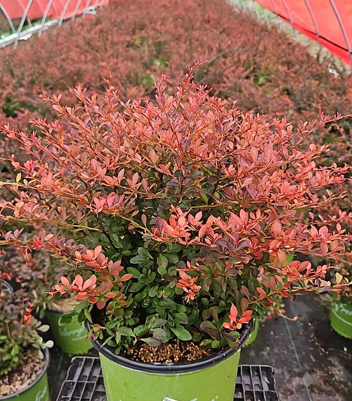 Berberis WorryFree® Crimson Cutie®