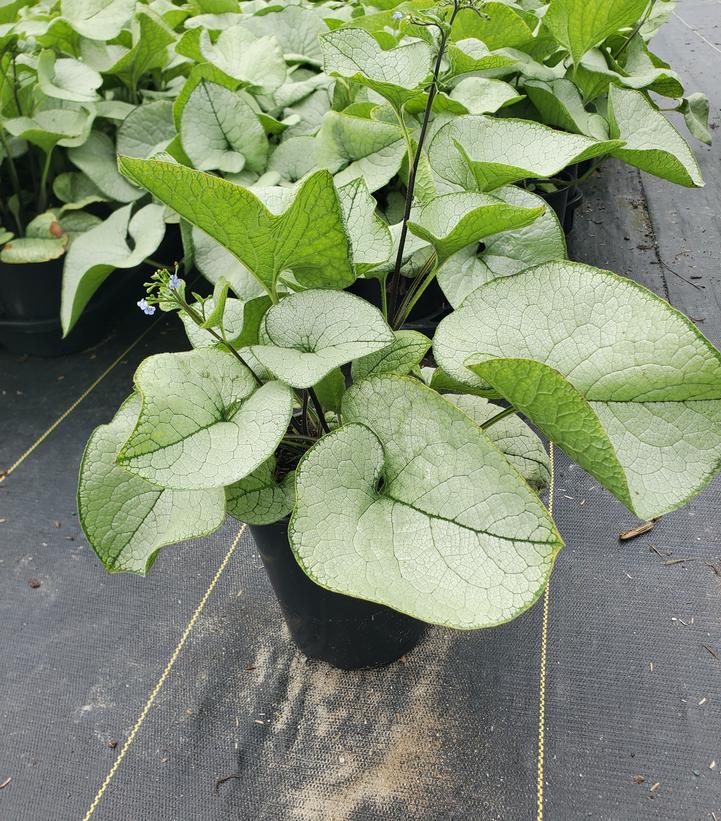 Brunnera 'Alexandria'