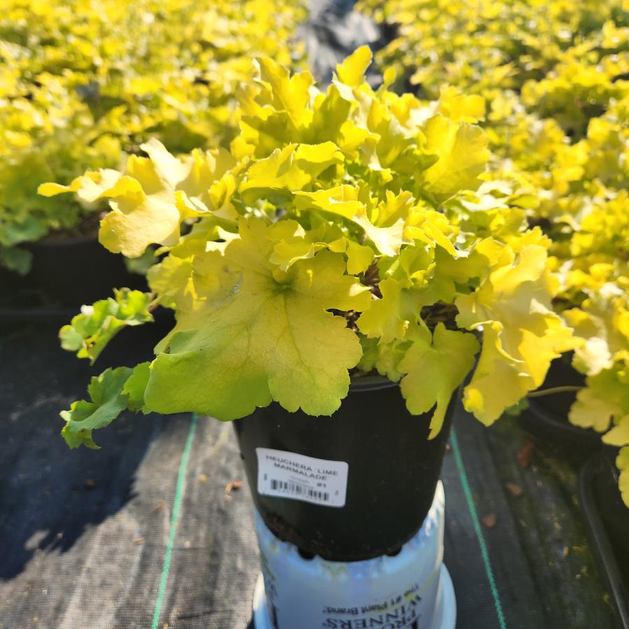 Heuchera 'Lime Marmalade'