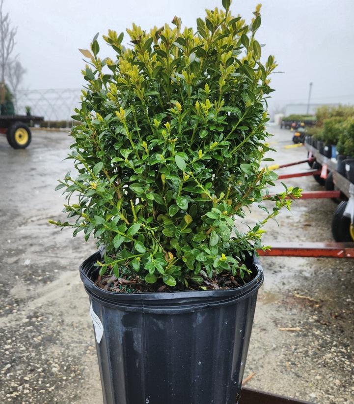 Buxus microphylla var. japonica Green Mountain
