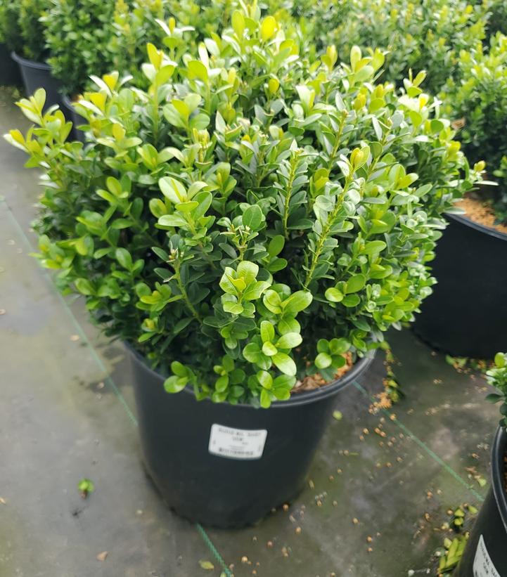 Buxus microphylla var. japonica Baby Gem™