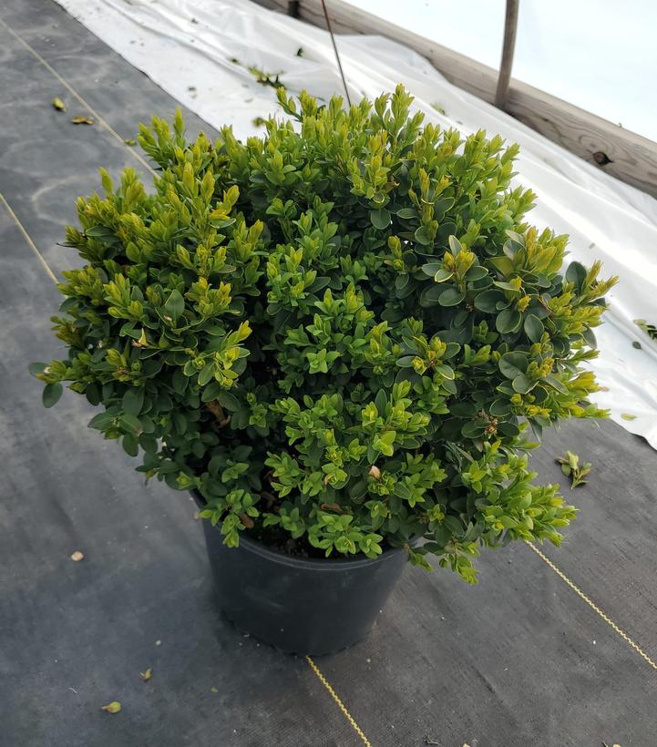Buxus microphylla var. japonica Green Velvet
