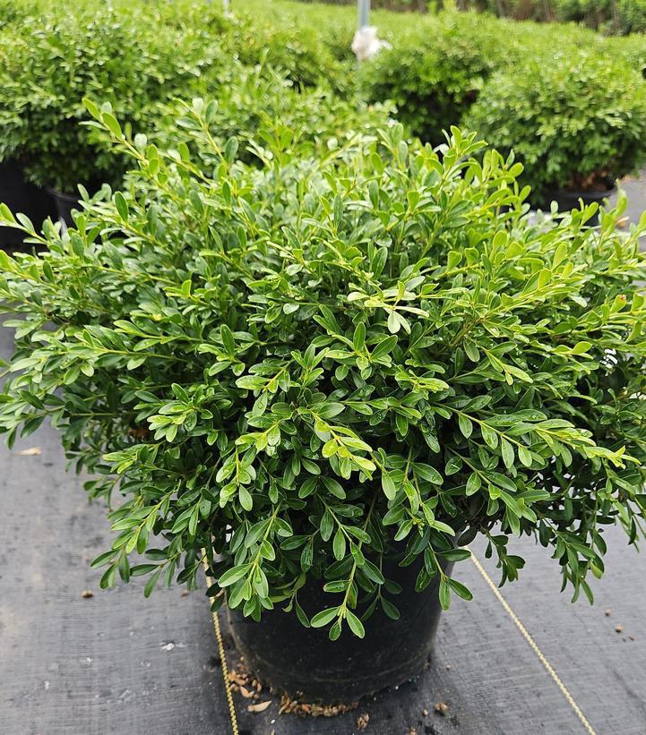 Buxus microphylla 'Tide Hill'