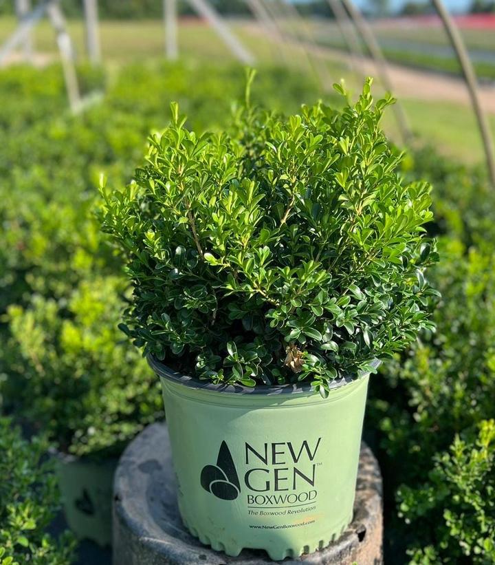 Buxus NewGen Independence®