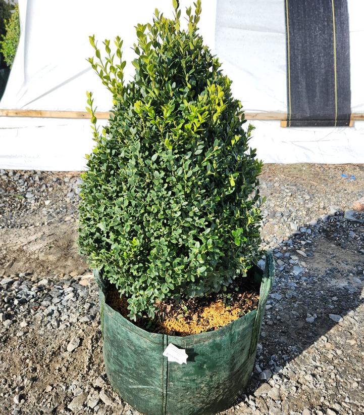 Buxus microphylla var. japonica Green Mountain