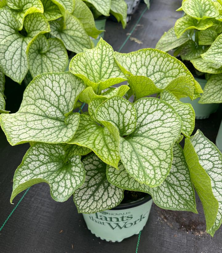 Brunnera mac. 'Alexander's Great'