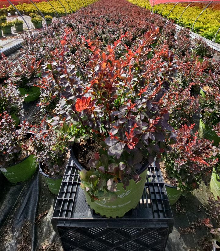 Berberis WorryFree® Crimson Cutie®