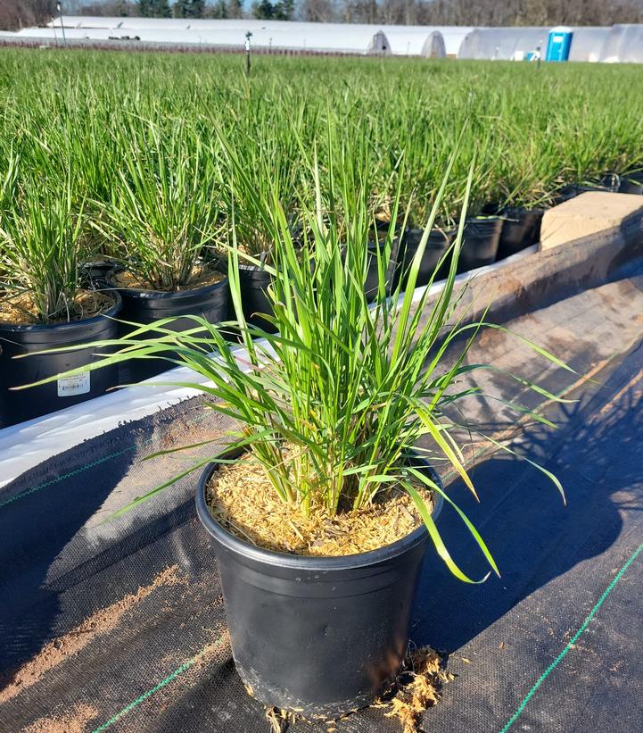 Calamagrostis a. Karl Foerster