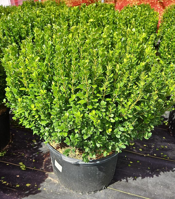 Buxus NewGen Freedom®