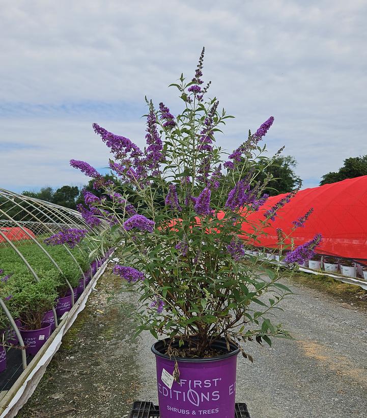 Buddleia davidii Psychedelic Sky™