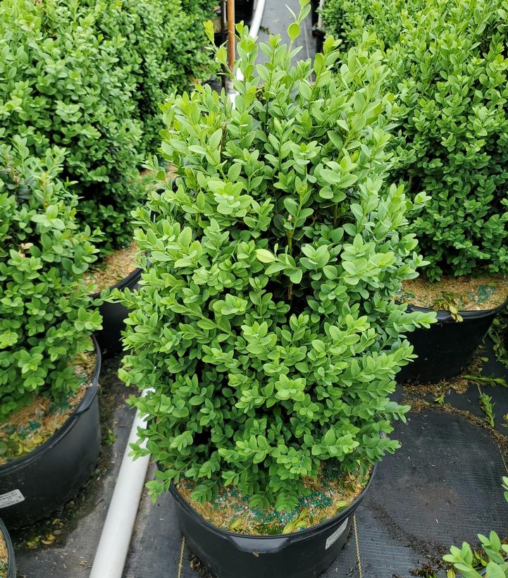 Buxus microphylla var. japonica Green Mountain