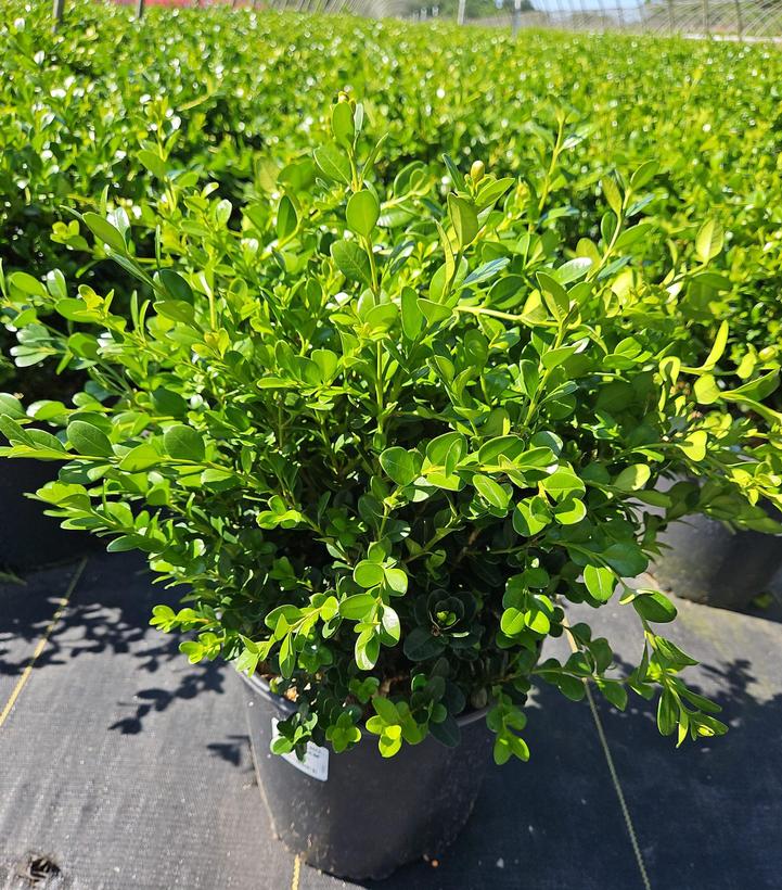 Buxus microphylla var. jap. 'Winter Gem'