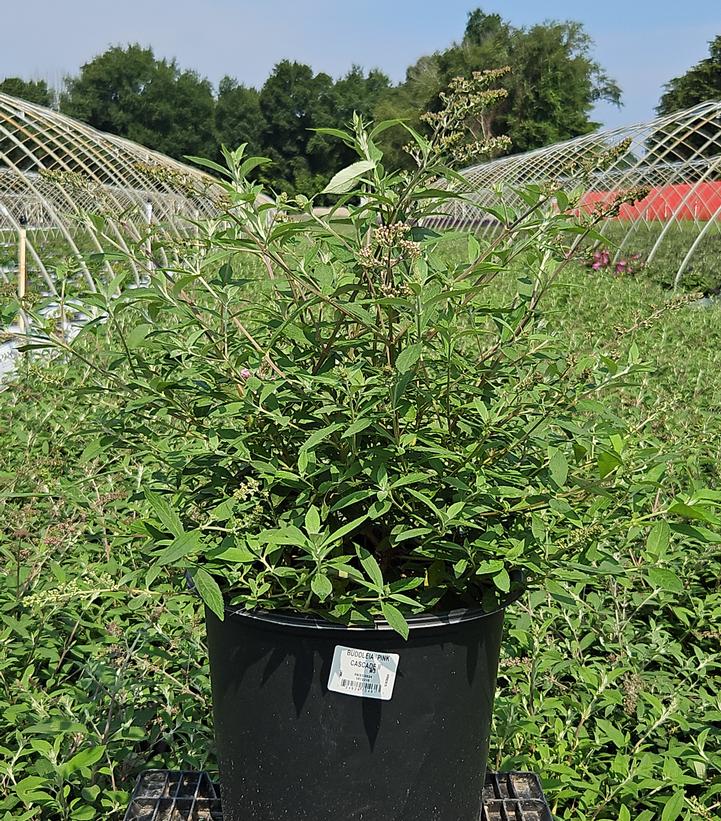 Buddleia davidii 'Pink Cascade'