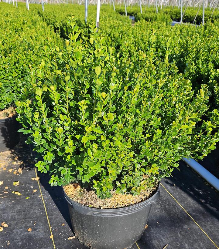 Buxus NewGen Freedom®