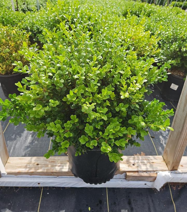 Buxus micro. jap. 'Green Beauty'