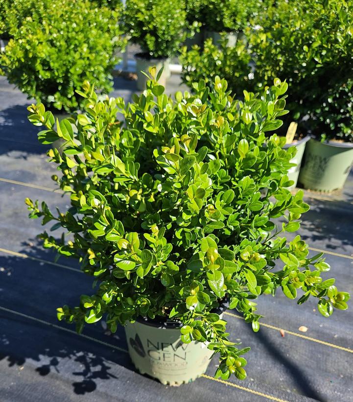 Buxus NewGen Freedom®