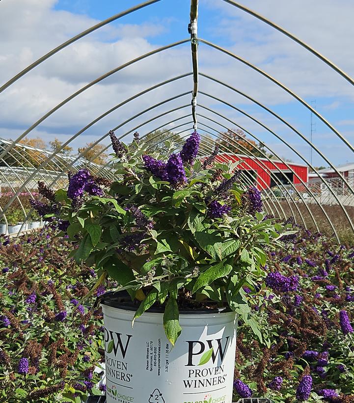 Buddleia x Pugster Blue®