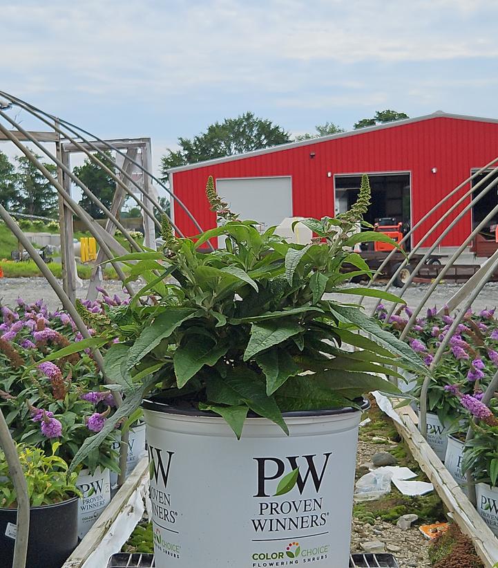 Buddleia x Pugster® Amethyst