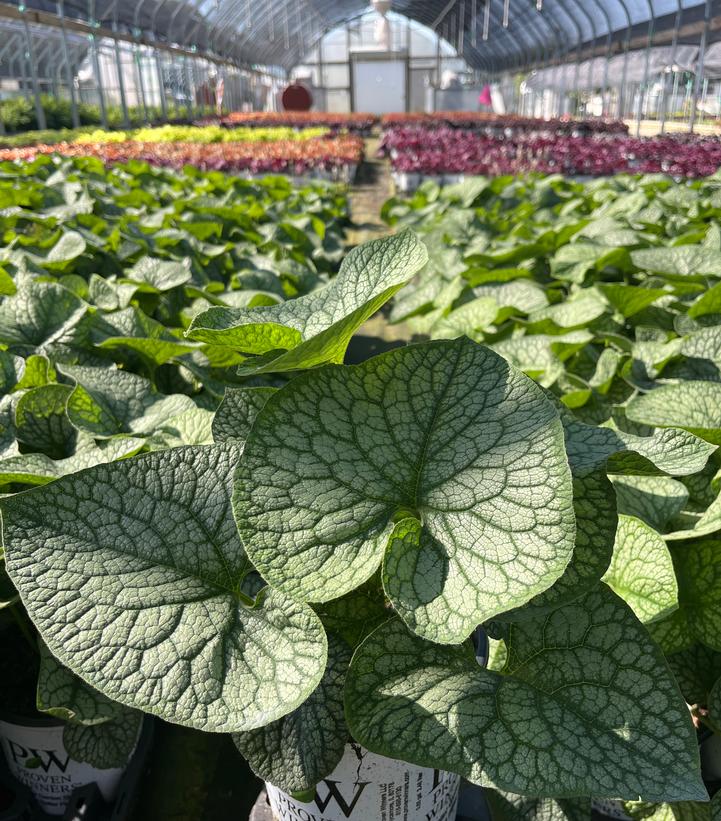 Brunnera macrophylla 'Jack of Diamonds'