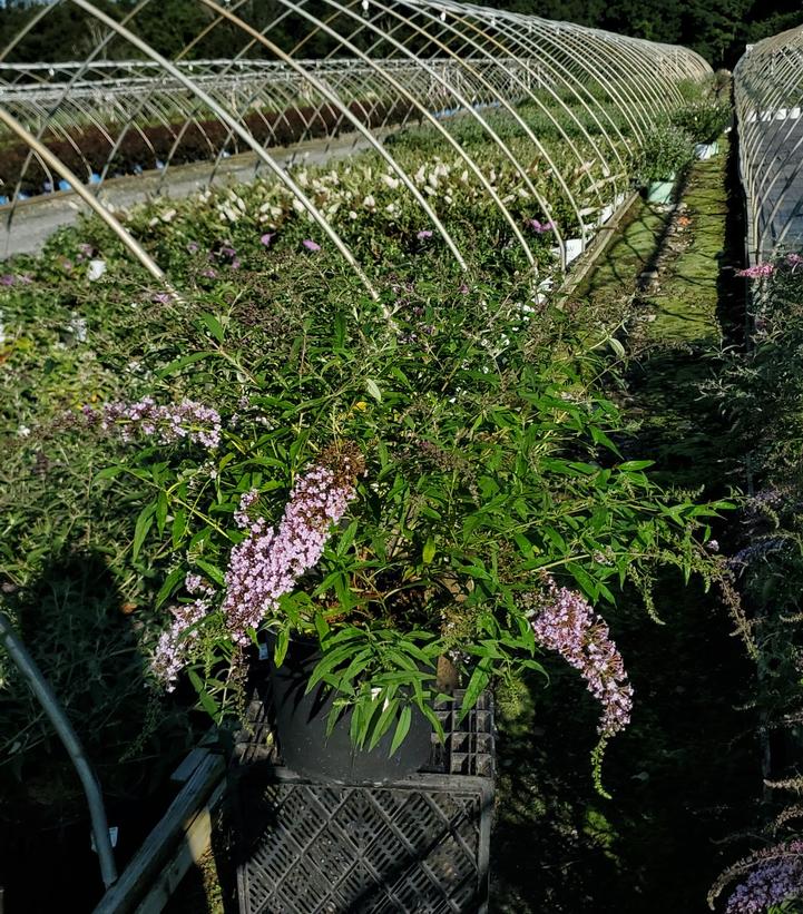 Buddleia davidii 'Wisteria Lane'