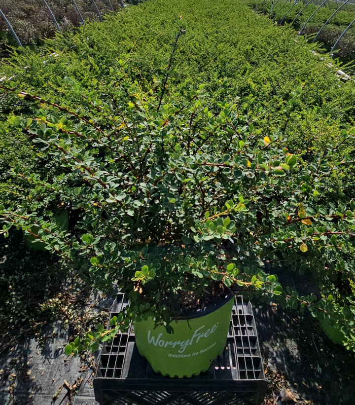 Berberis WorryFree® Mr. Green Genes®