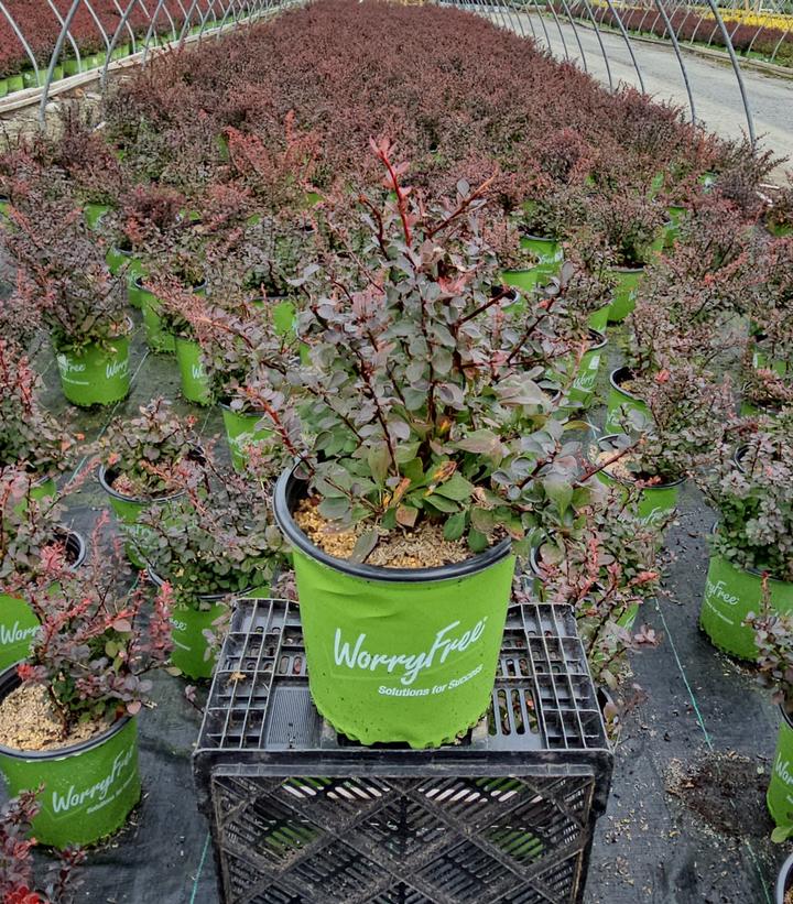 Berberis WorryFree® Crimson Cutie®