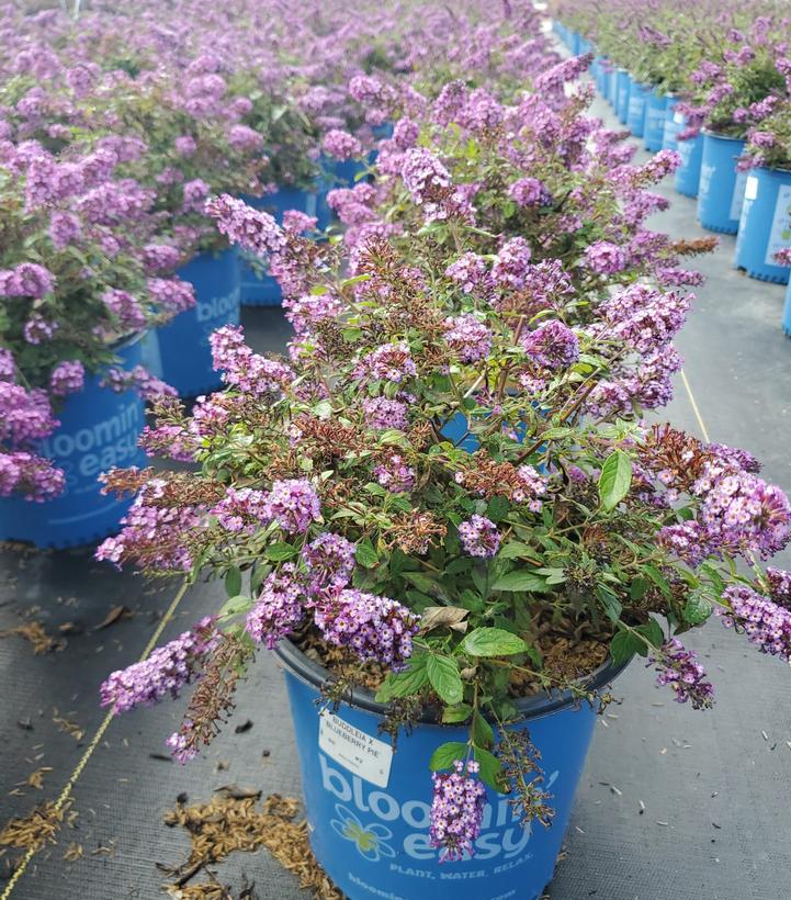 Buddleia Blueberry Pie™