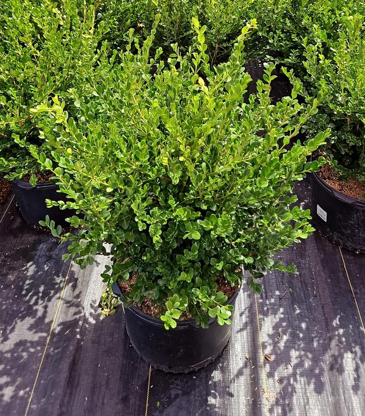 Buxus microphylla var. jap. 'Winter Gem'