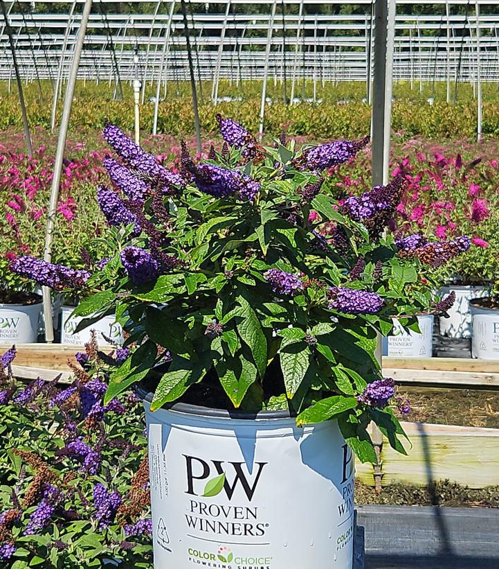 Buddleia x Pugster Blue®