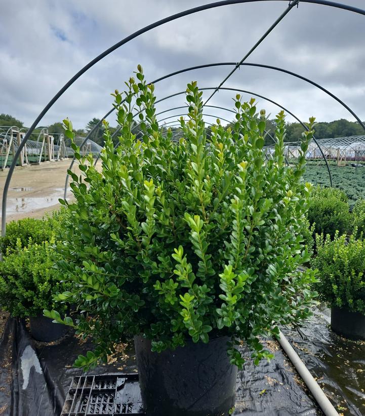 Buxus microphylla var. japonica Baby Gem™