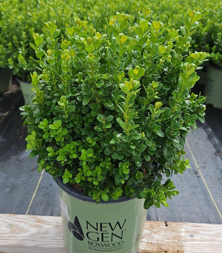 Buxus NewGen Freedom®