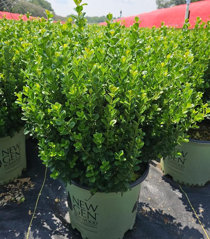 Buxus NewGen Freedom®