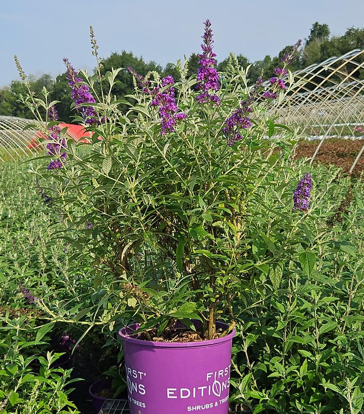 Buddleia davidii Psychedelic Sky™