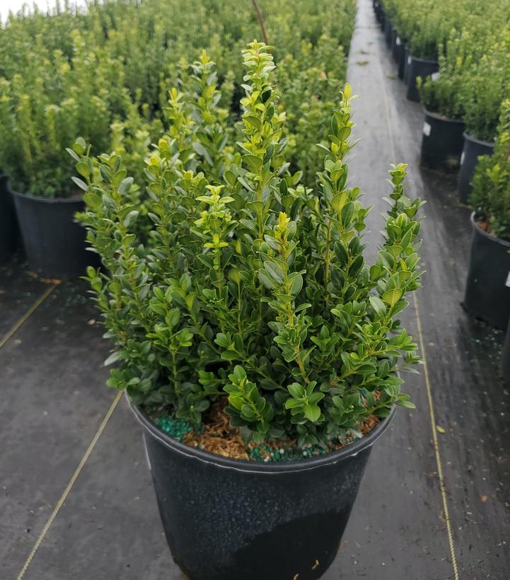 Buxus microphylla 'Little Missy'