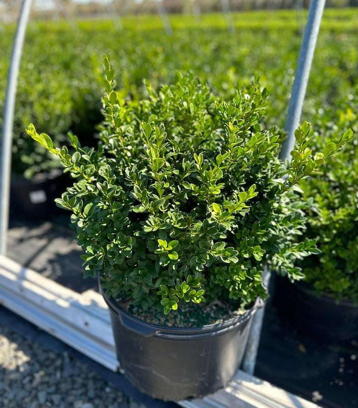 Buxus microphylla var. japonica Green Velvet