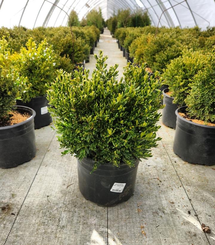 Buxus microphylla var. japonica 'Green Gem'