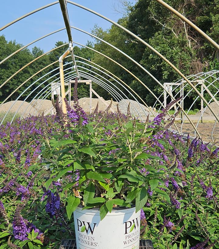 Buddleia x Pugster Blue®