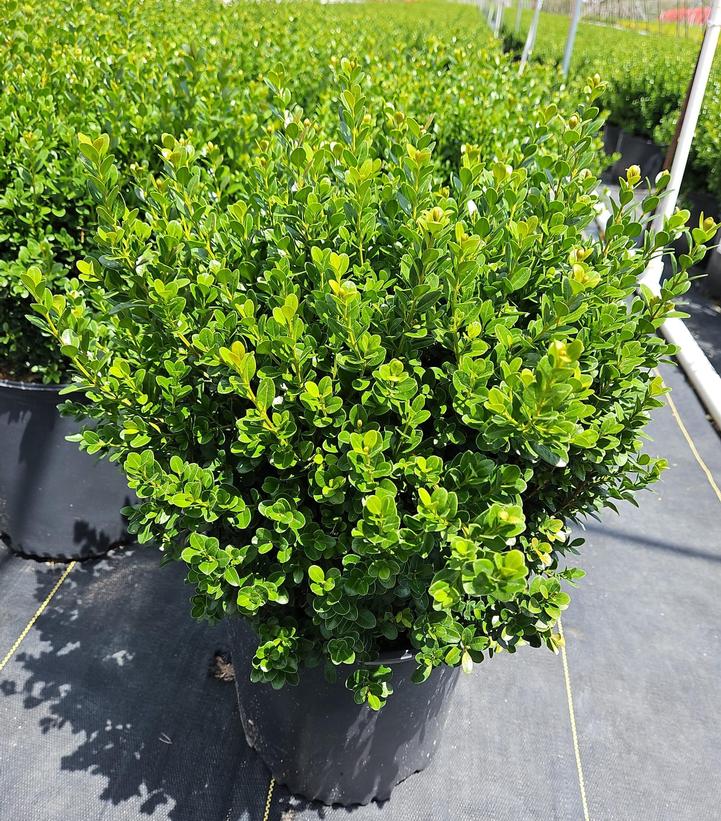 Buxus microphylla var. japonica Baby Gem™