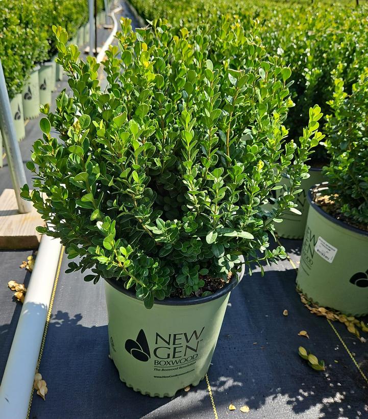 Buxus NewGen Freedom®