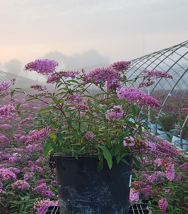 Buddleia davidii 'Pink Cascade'